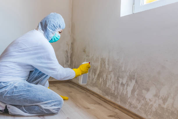 Licensed Commercial Mold Remediation service in Fairview, NJ - WQB Mold Removal